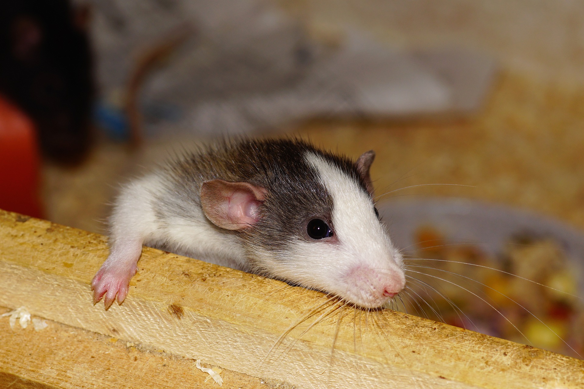 How Do We Find Entrance Points for Mice and Rats-2