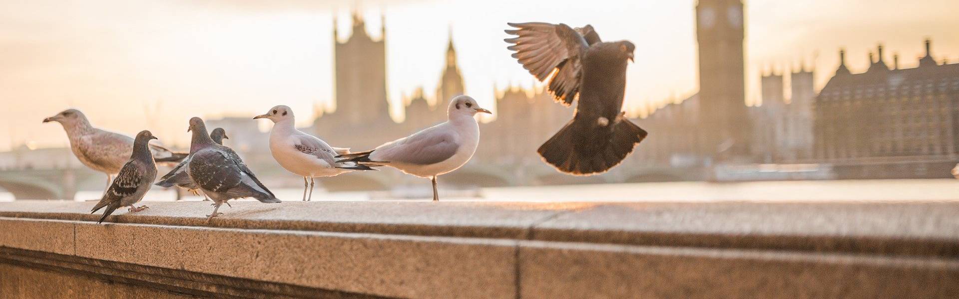 Myths and Facts About Birds and Bird Removal (1)-1