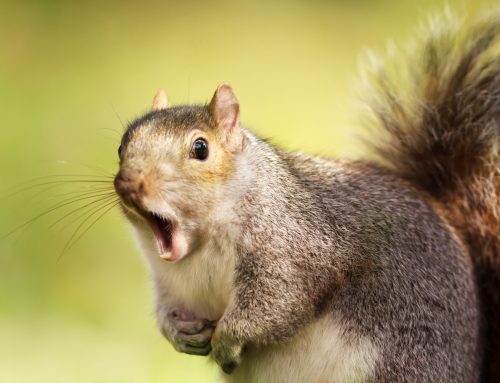Chipmunks or Squirrels: Which Pest Wildlife is Worse for Your Property?