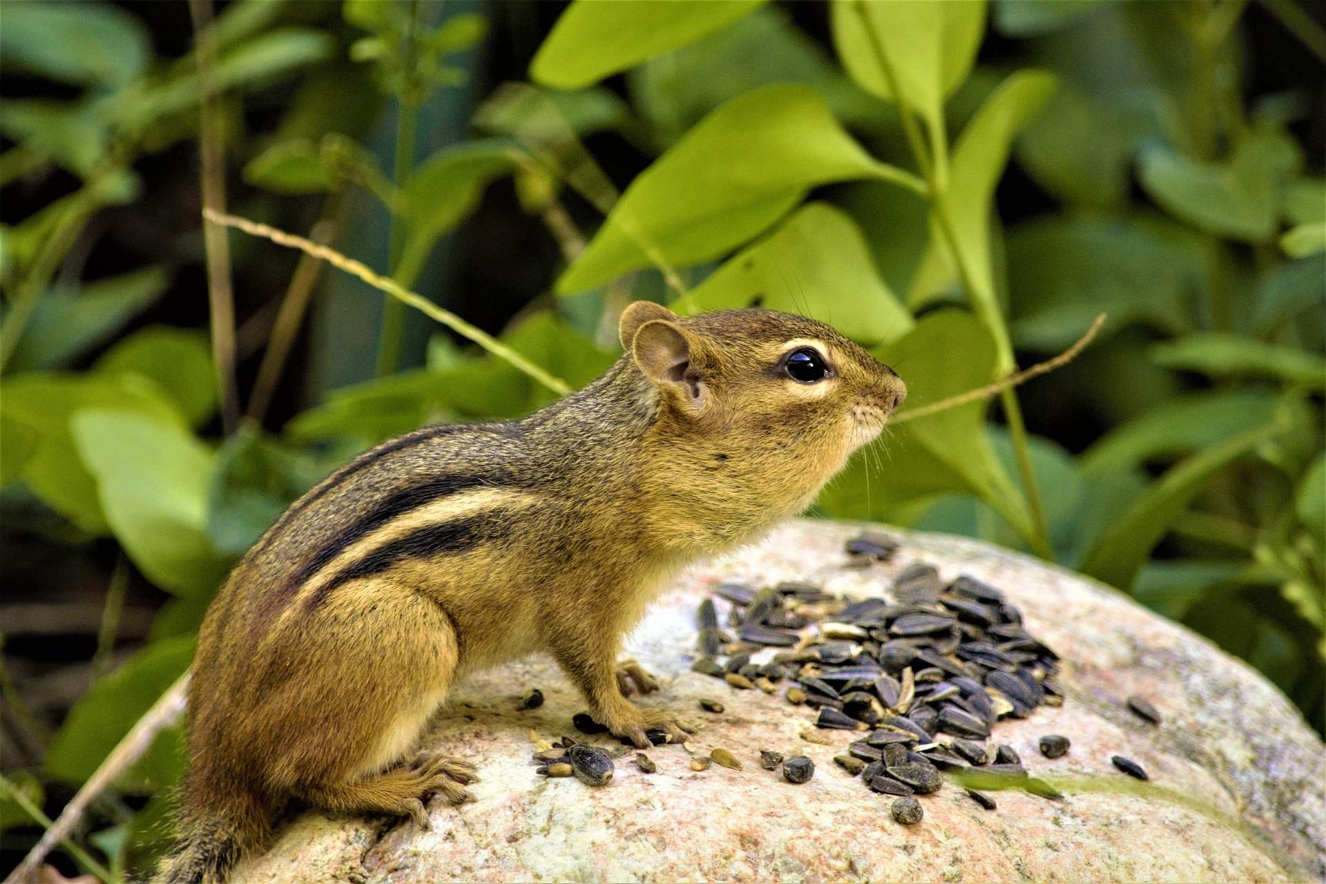 What Types of Damage Do Chipmunks Cause-2
