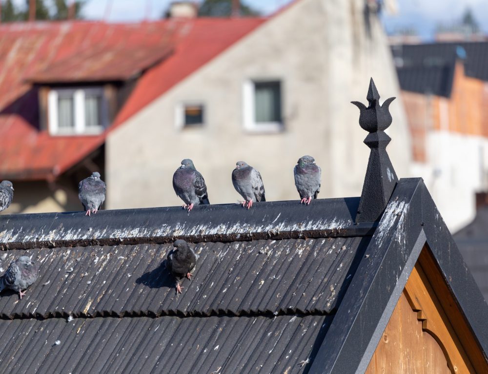 Property Damage and Health Hazards of Bird Droppings Animal Control