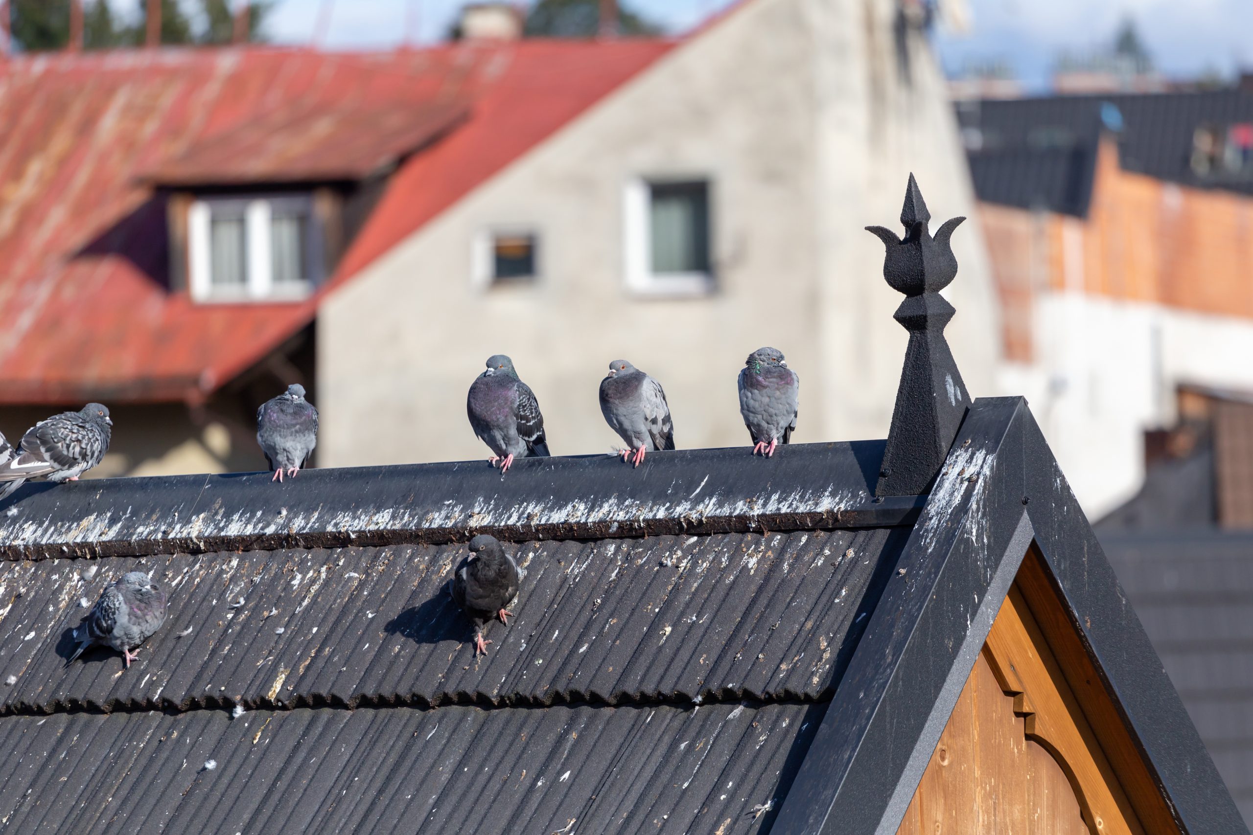 Bird Fece Dangers How Do Bird Droppings Become Dangerous