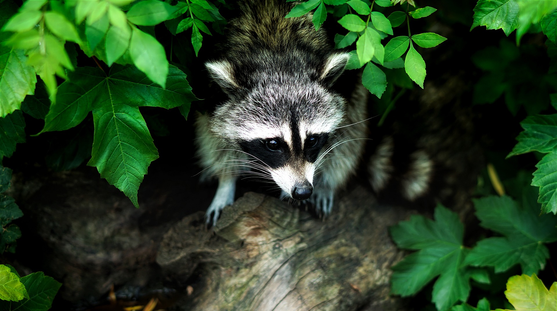 animal – control-for-raccoons-in-NYC-animal-control-near-me-nyc