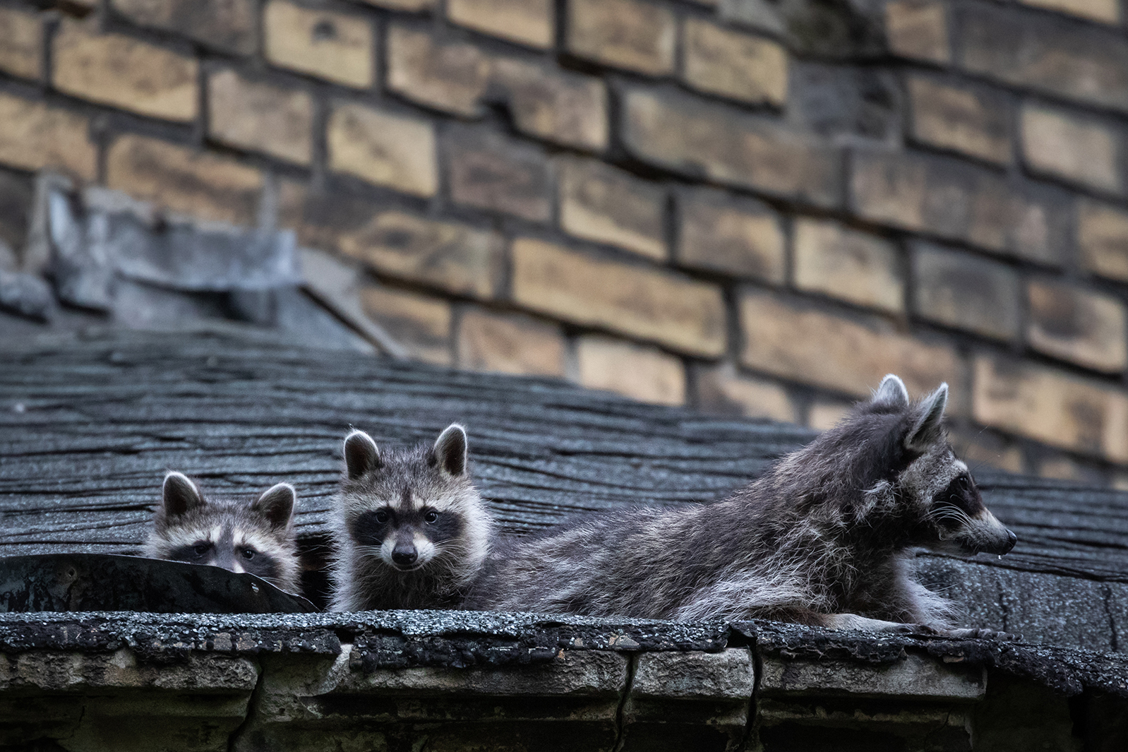 animal – control-for-raccoons-in-NYC-animal-control-near-me-nyc