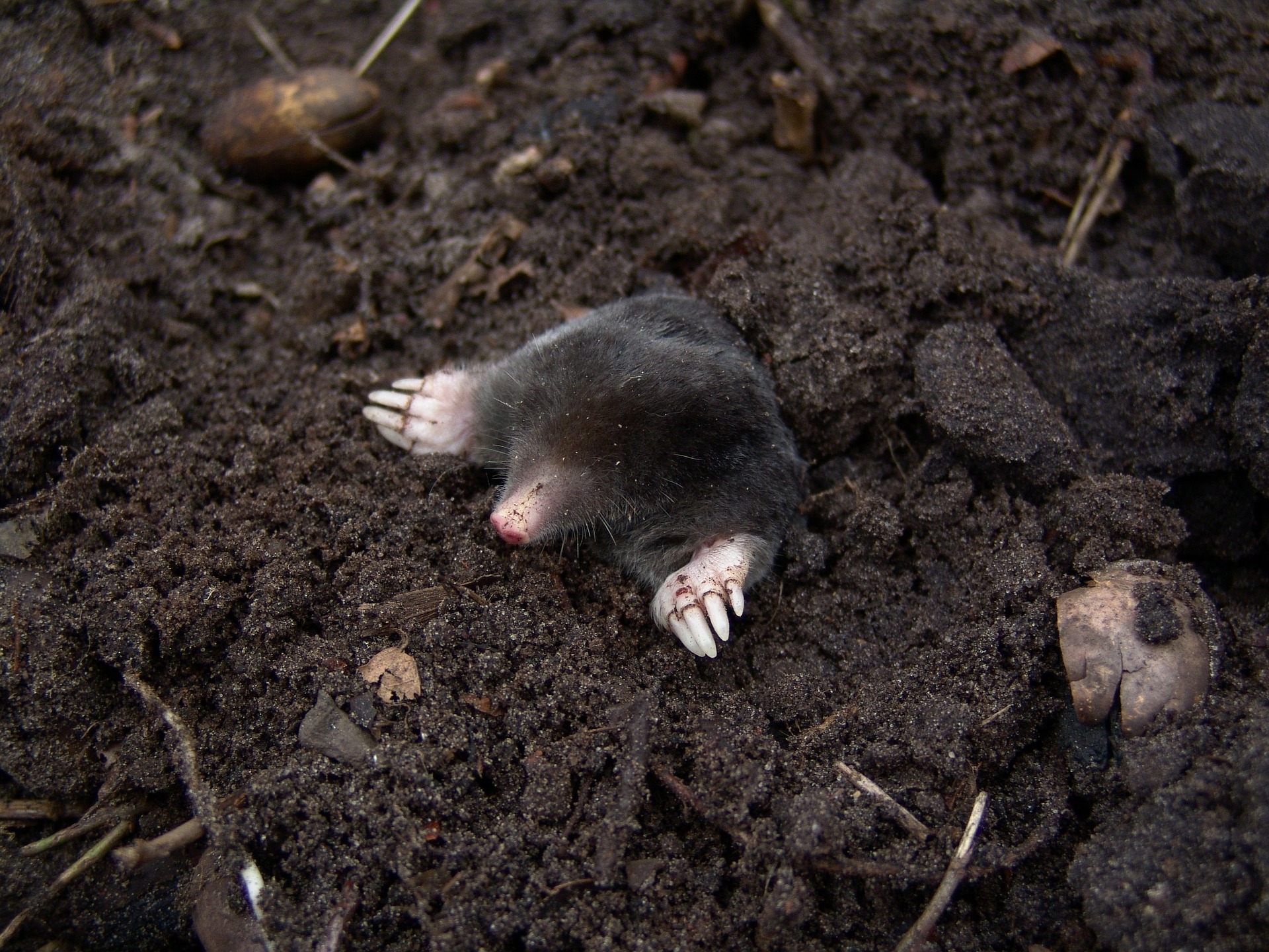 Problems-with-Dead-Animals-and-When-to-Get-Professional-Wildlife-Control