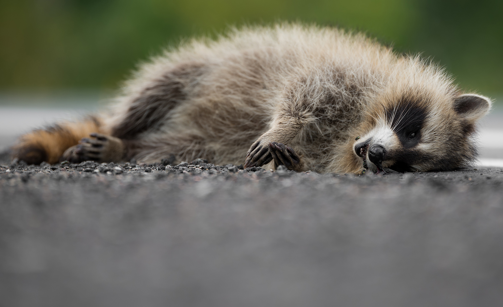 Animal Control in NYC & New Jersey – Humane Animal Control · Squirrel Removal · Raccoon Removal · Bird Removal · Dead Animal Removal · Mice and Rat Control · Animal Damage Repairs Animal Control in NYC & New Jersey – Humane Animal Control · Squirrel Removal · Raccoon Removal · Bird Removal · Dead Animal Removal · Mice and Rat Control · Animal Damage Repairs