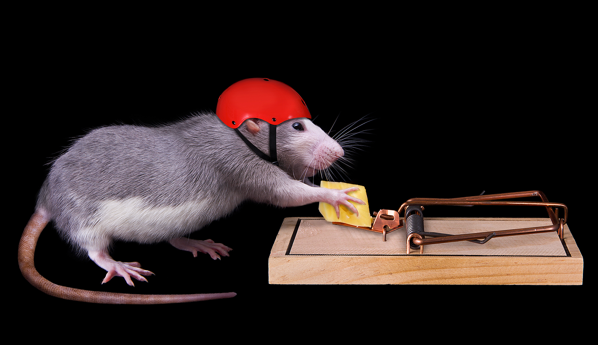 Common Challenges to Trapping Rats