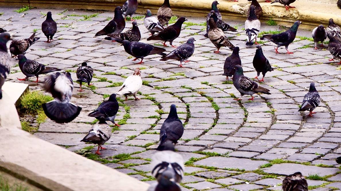 How Many Pigeons Live in NYC