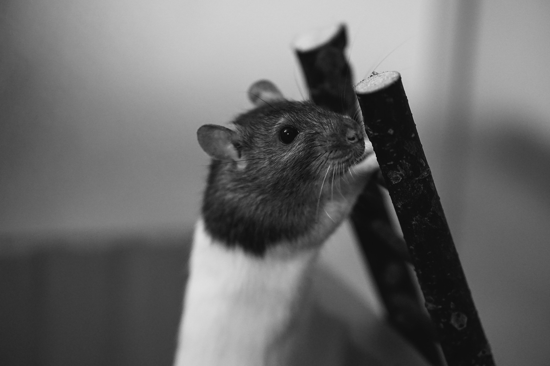 How to Find a Rat Entrance