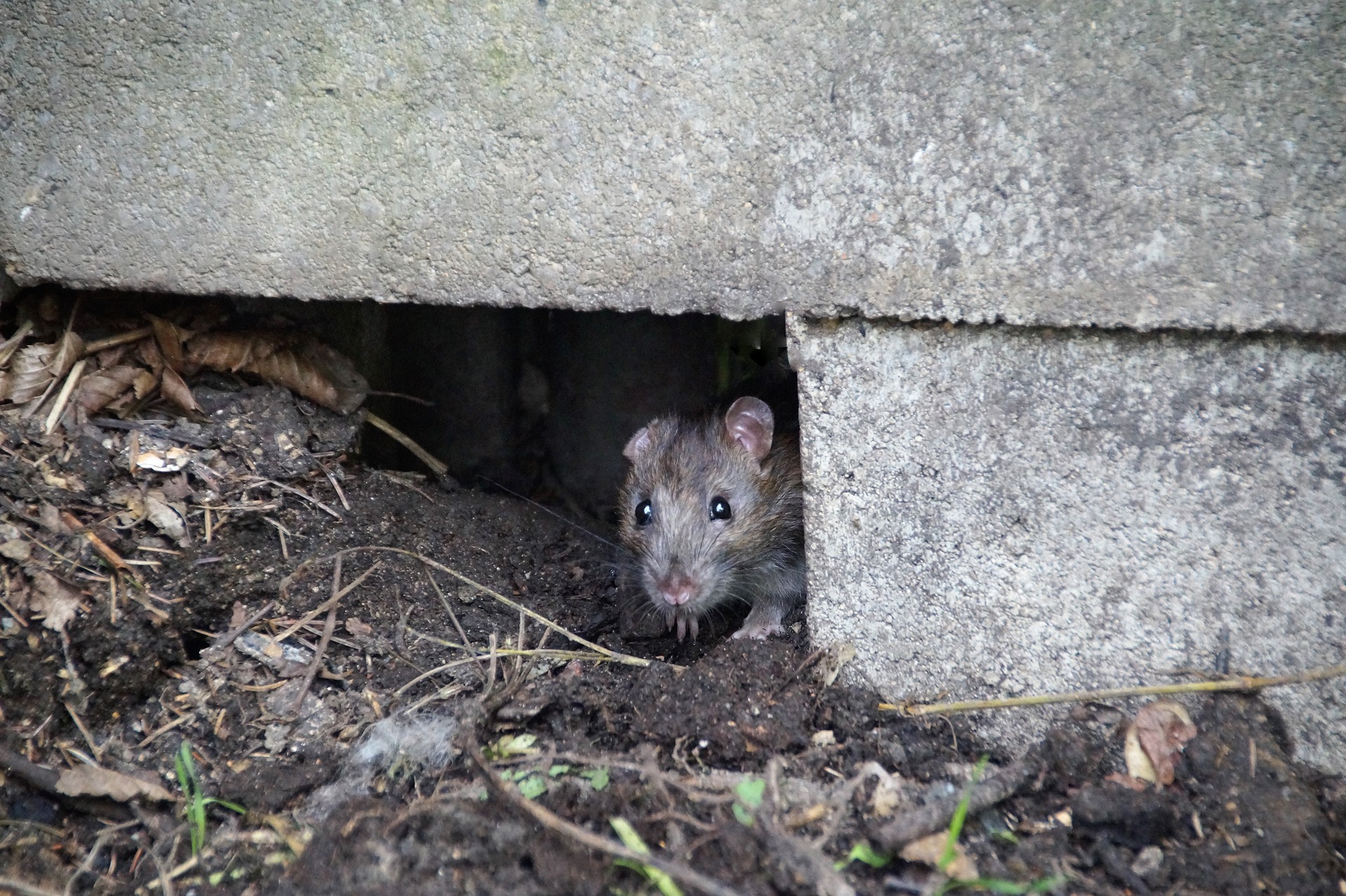 mouse-5306026_1920
