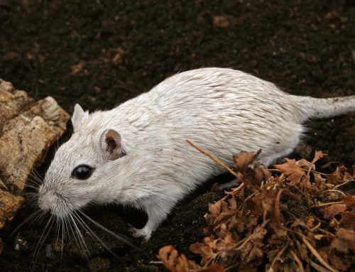 Cost of Rodent Control in New York