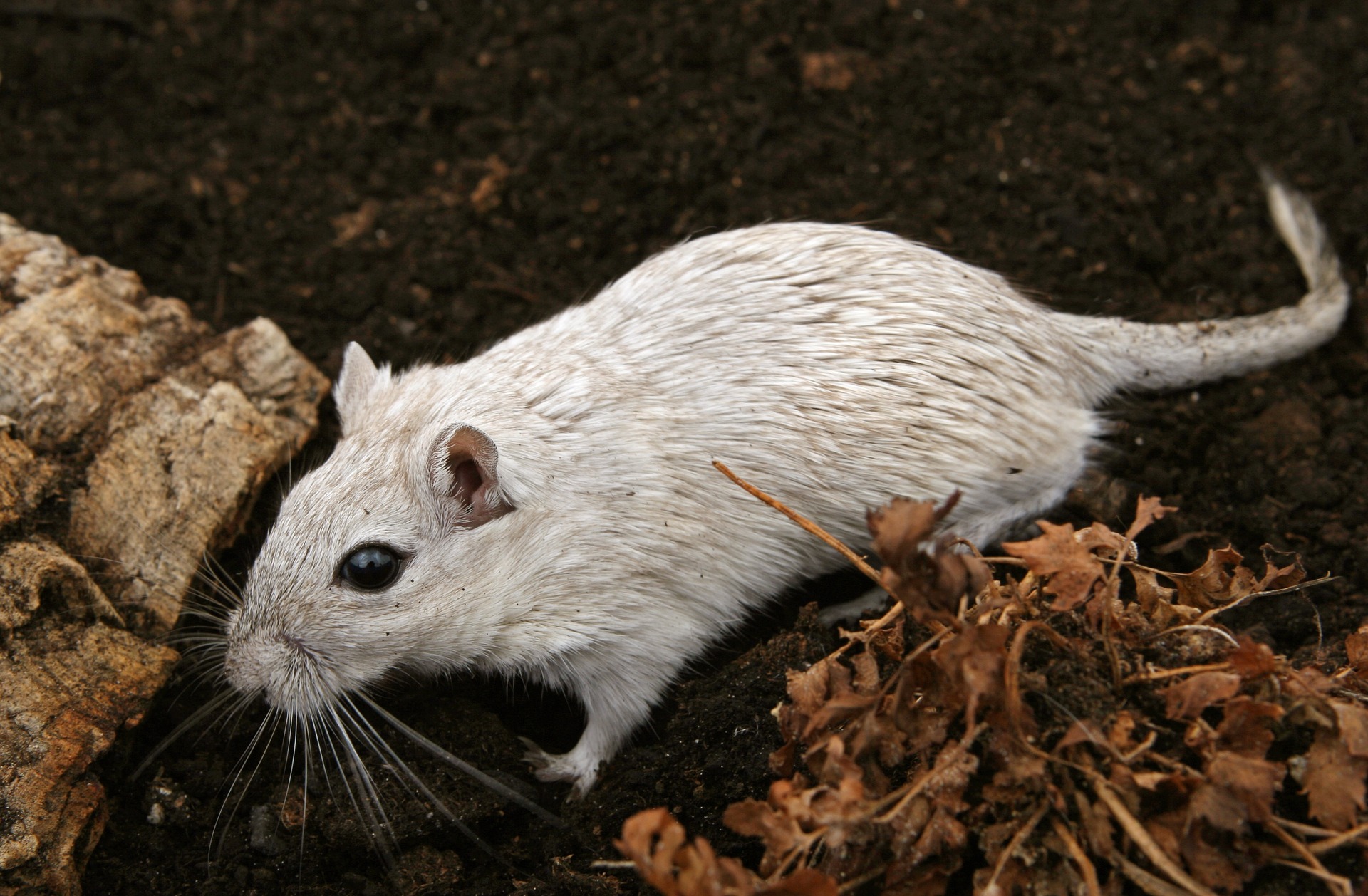 Cost of Rodent Control in New York – nyc animal control near me for mice and rats