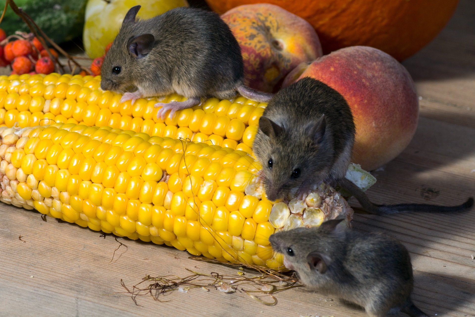How Professionals Clean Up After Rodents – nyc animal control near me