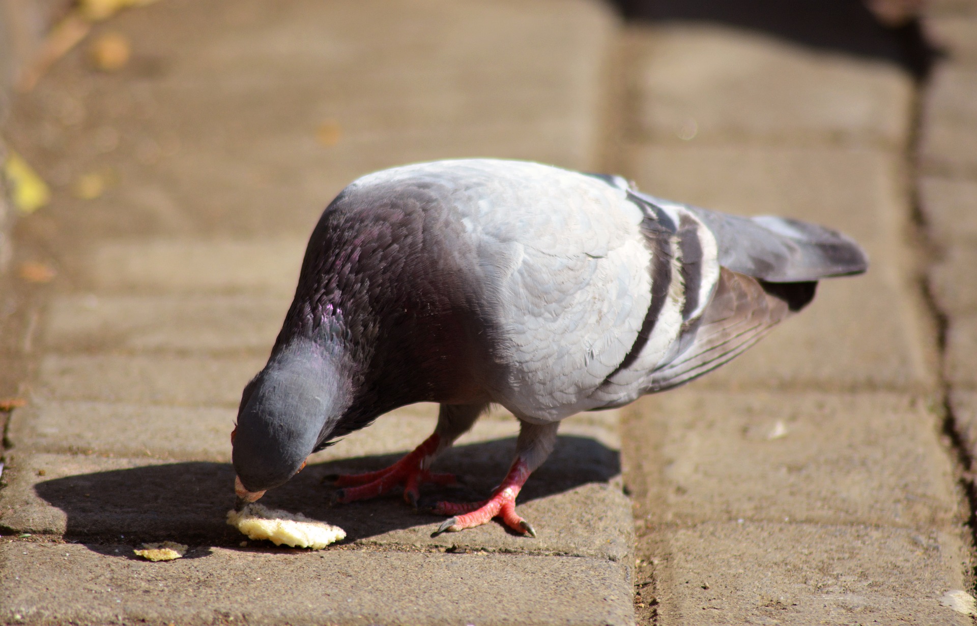 Pigeon Trapping Versus Pigeon Deterrents Which is Right for Your Business