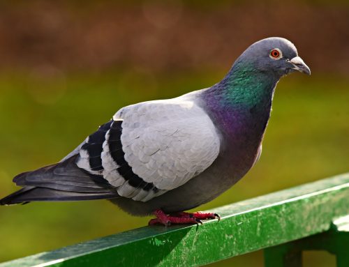 Different Pigeon Control Methods that Professional Use