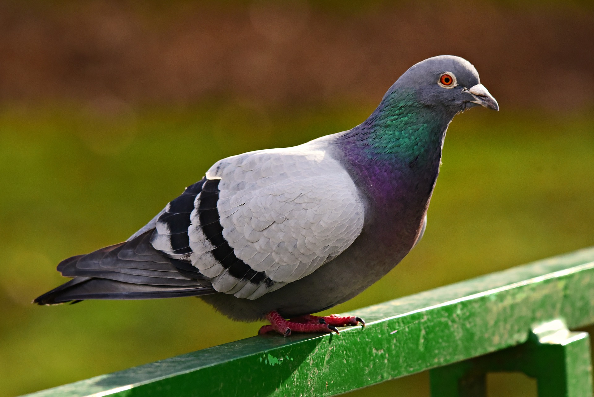 Different Pigeon Control Methods that Professional Use – animal control nyc