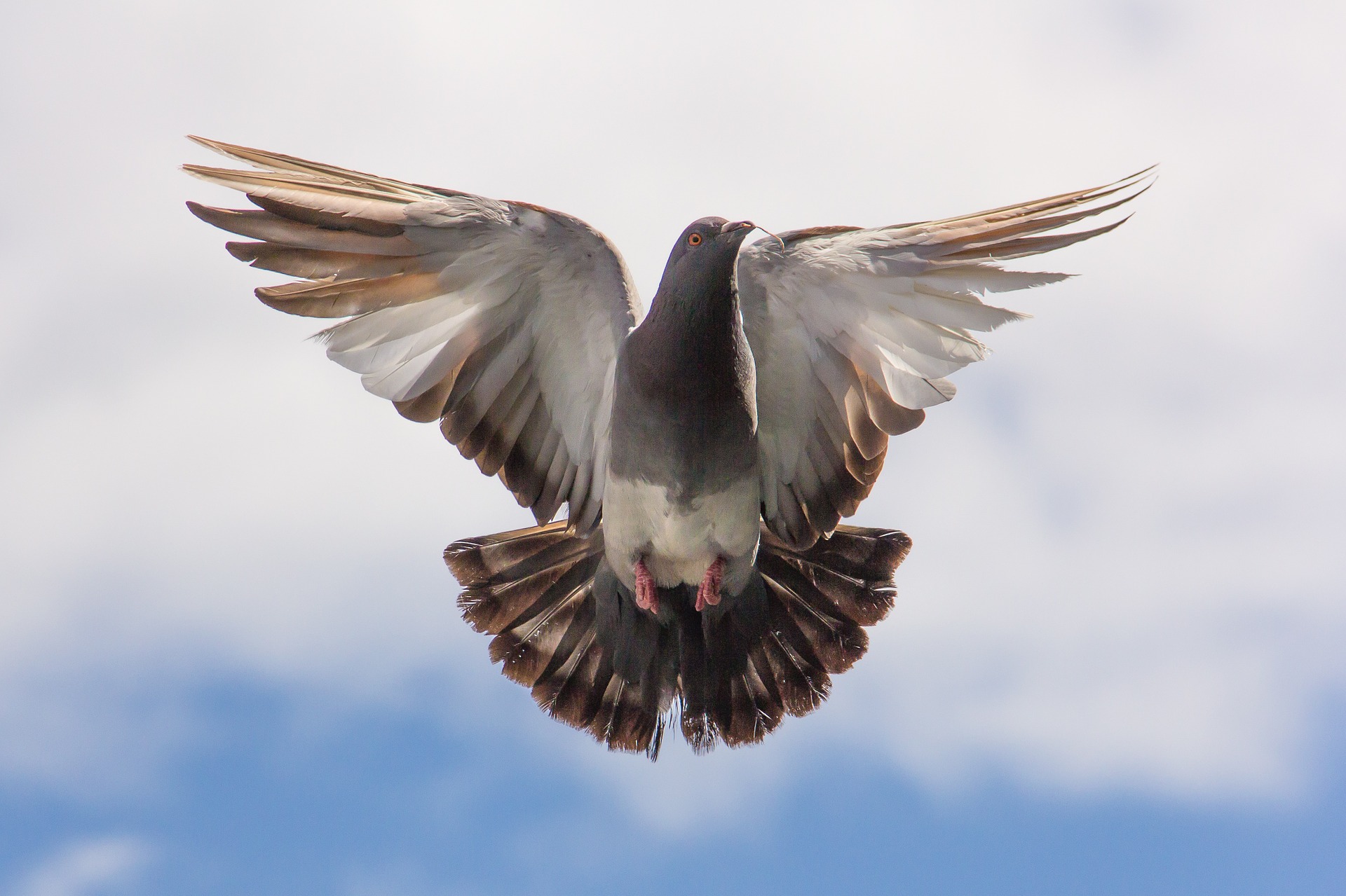 How to Keep Pigeons Away from Your Home – animal contrl near me nyc