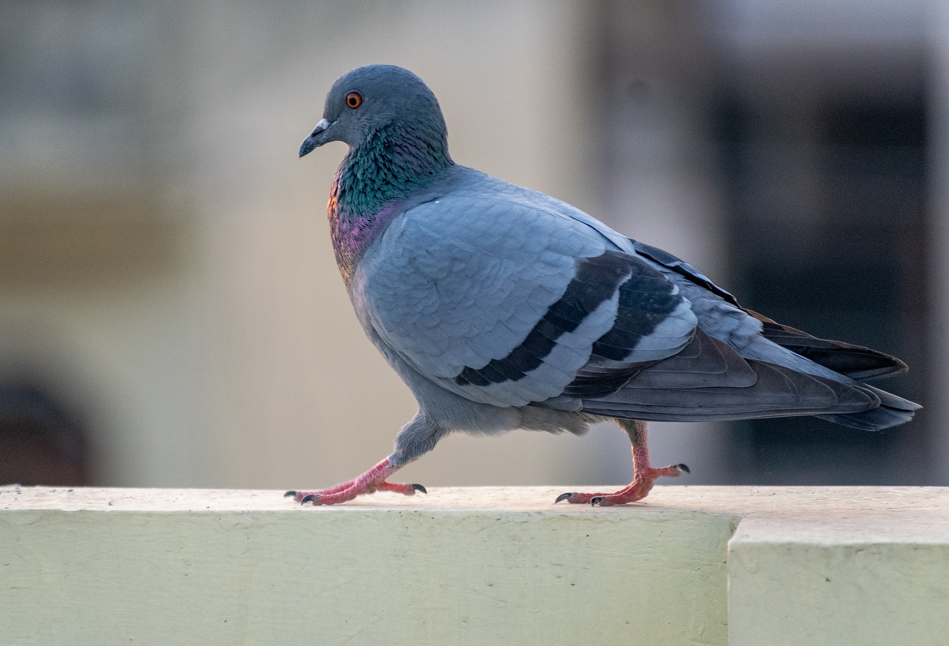 Signs of a Pigeon Infestation – nyc bird removal experts – animal control nyc