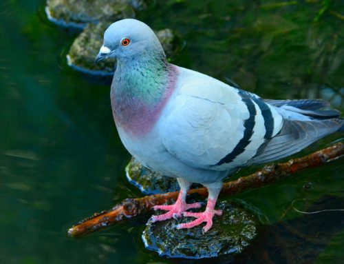 This Spring, Remove Pigeon Nests Before Breeding Season in NYC