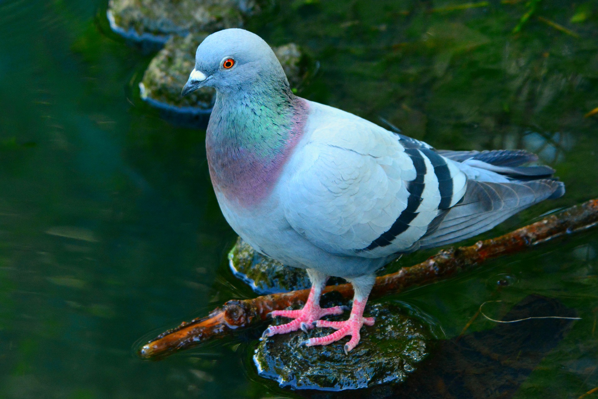 This Spring, Remove Pigeon Nests Before Breeding Season in NYC – animal control near me