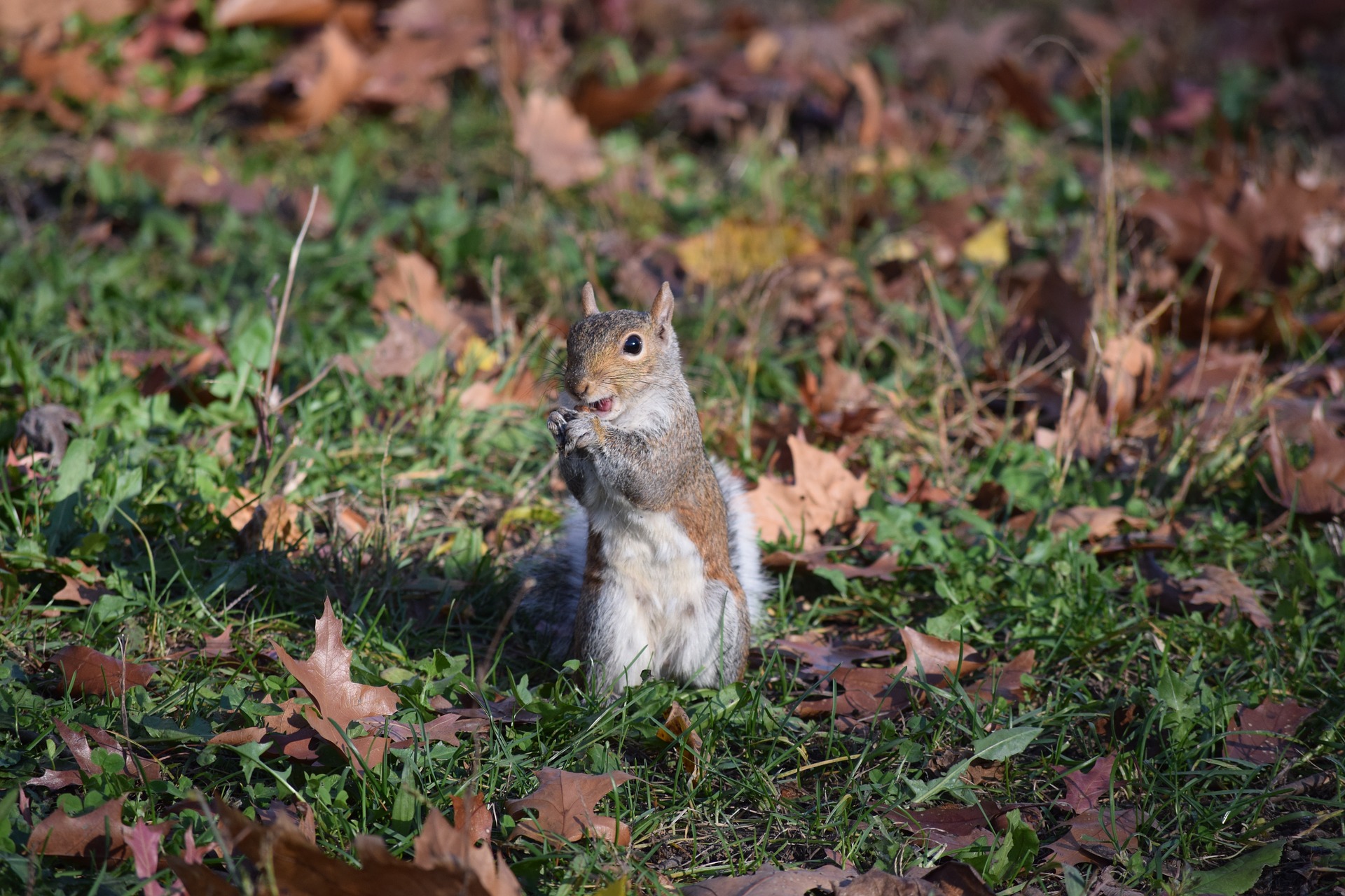 Keeping Squirrels Out of Your Yard – best animal control services in nj and nyc