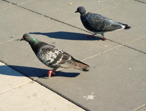 Strategies to Get Rid of Pigeons at Your Home