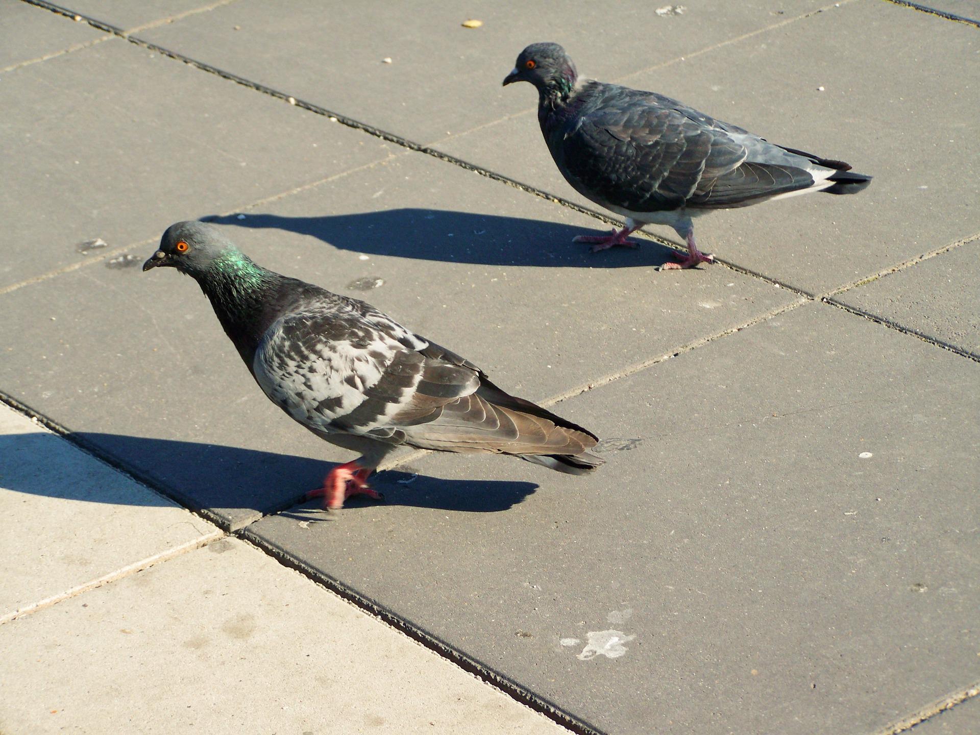 Strategies to Get Rid of Pigeons at Your Home – best animal control nj and nyc