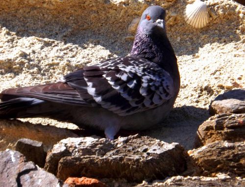Why Do Commercial Properties in NYC Need Pigeon Control?