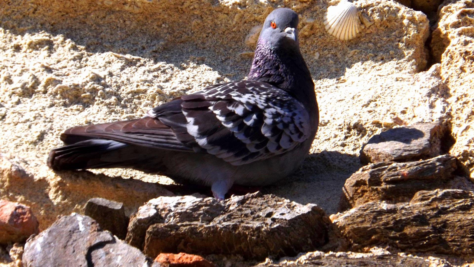 Why Do Commercial Properties in NYC Need Pigeon Control