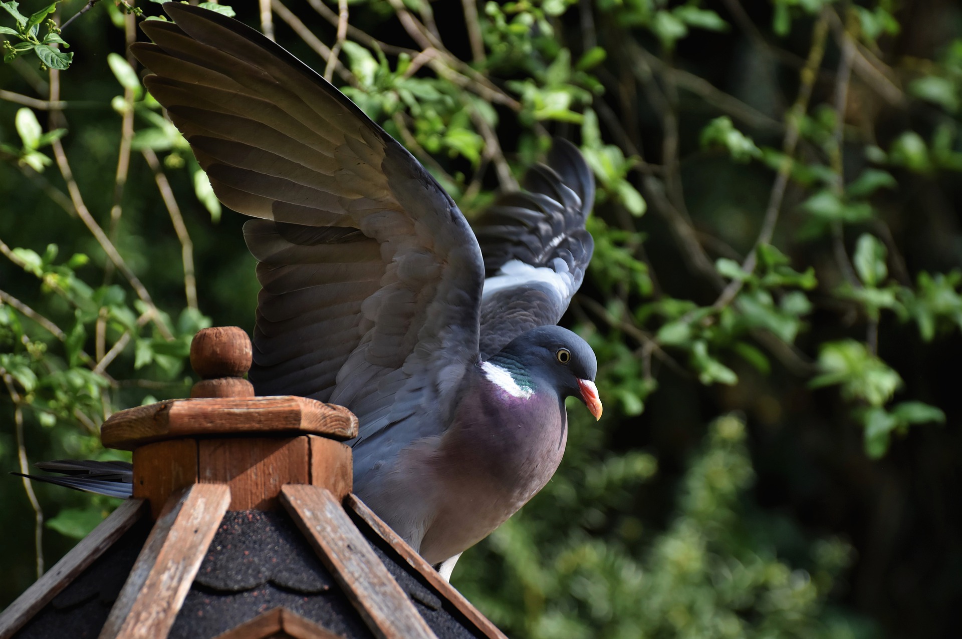 Bird Control Solutions – top rated animal control nyc and nj
