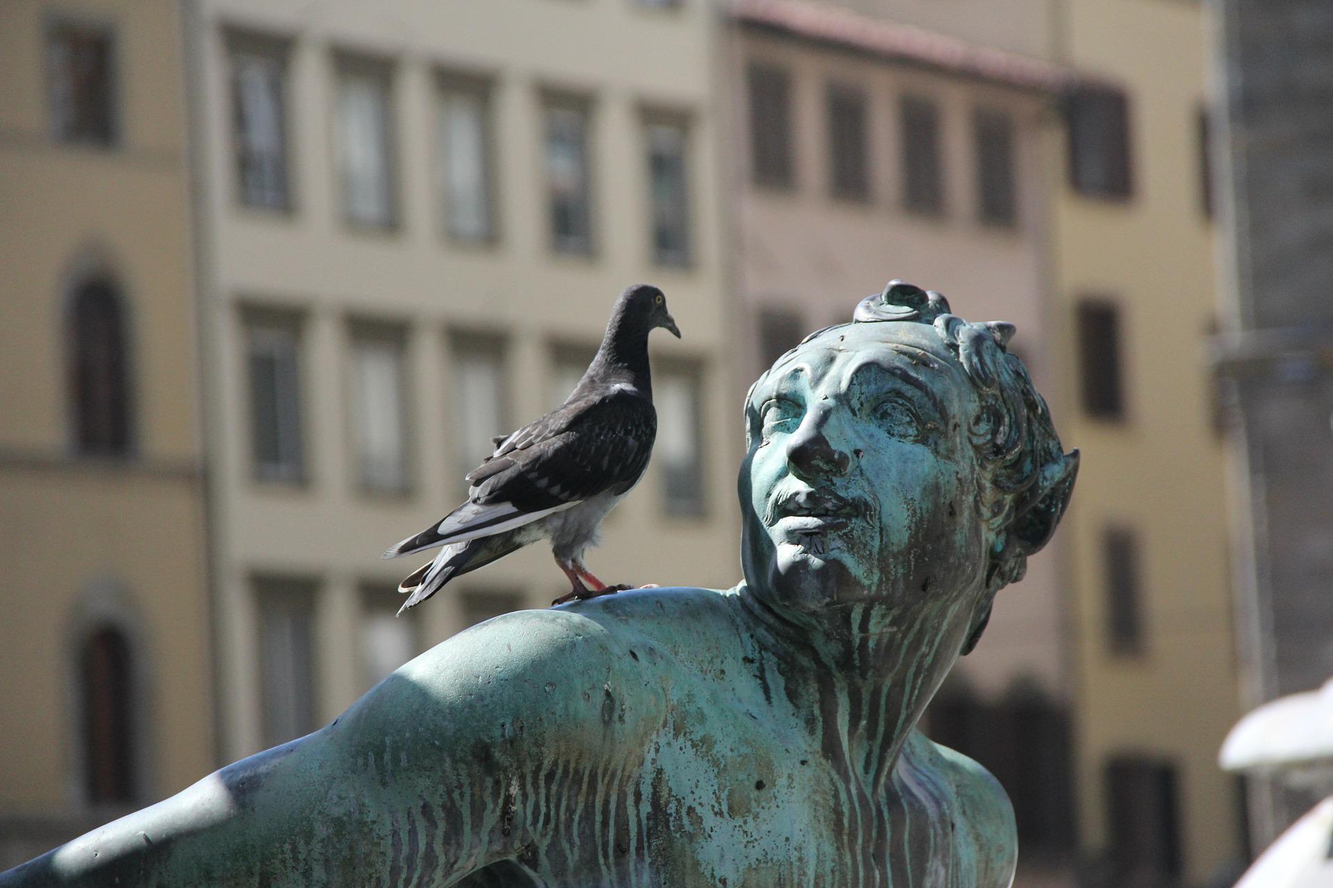 How the Bird Control Process Works in NYC – animal control NJ and NYC top rated
