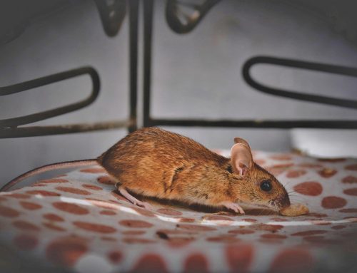 Required Steps for Keeping Rodents Off Your Property