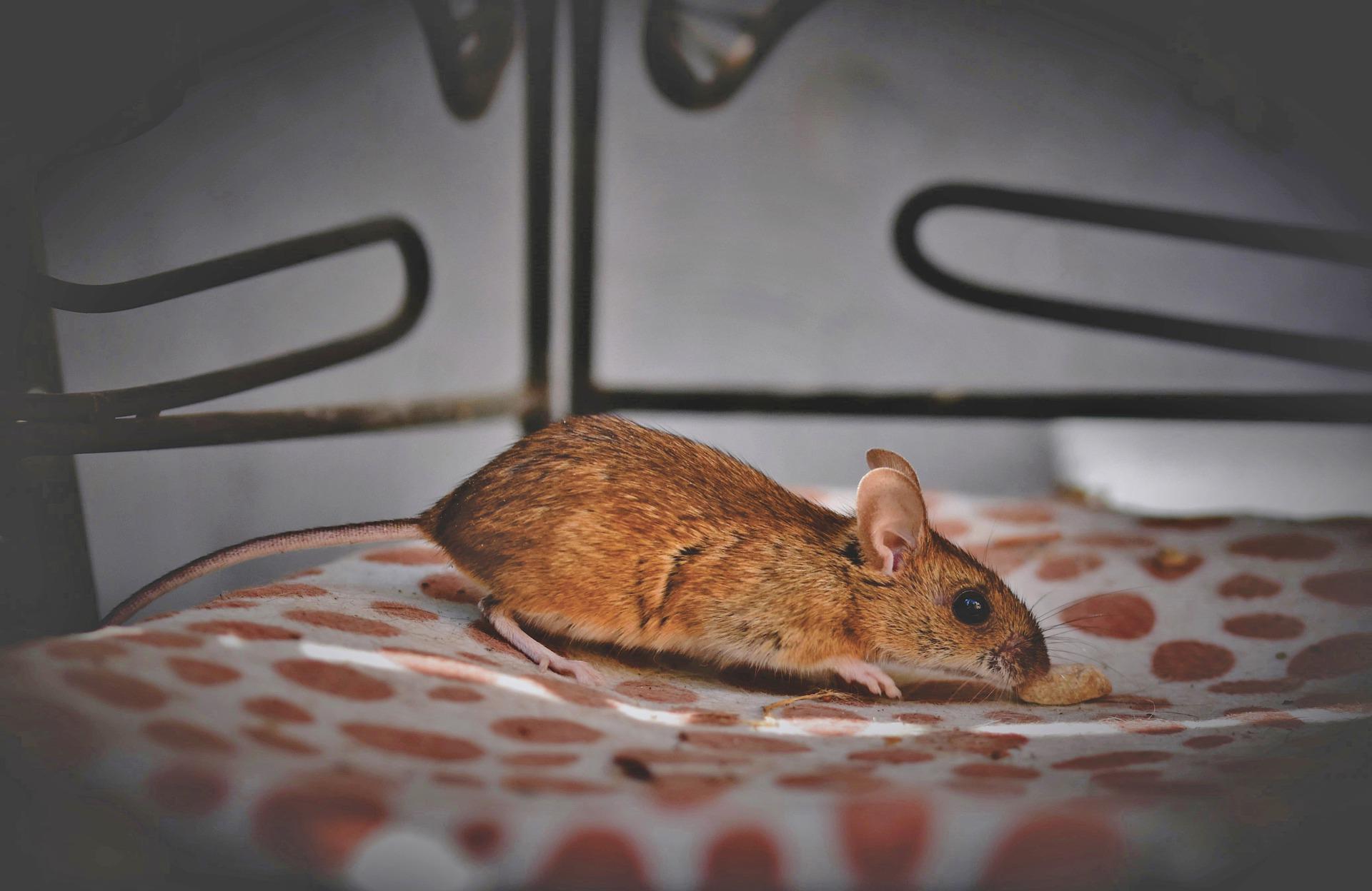 Steps for Keeping Rodents Off Your Property – best animal control nj and nyc