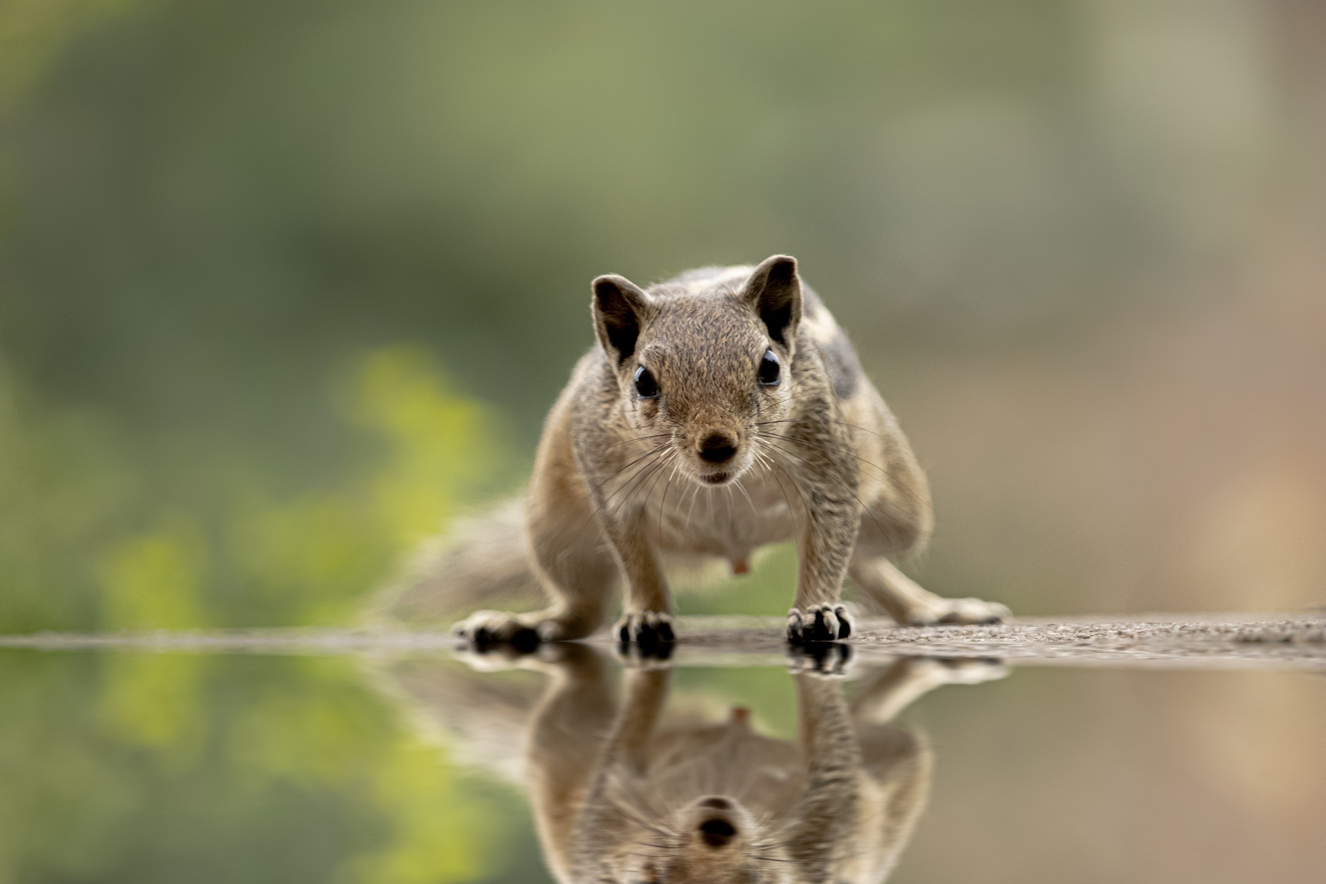 Tips for Locating Rodent Entry Spots – best animal control in nyc and NJ
