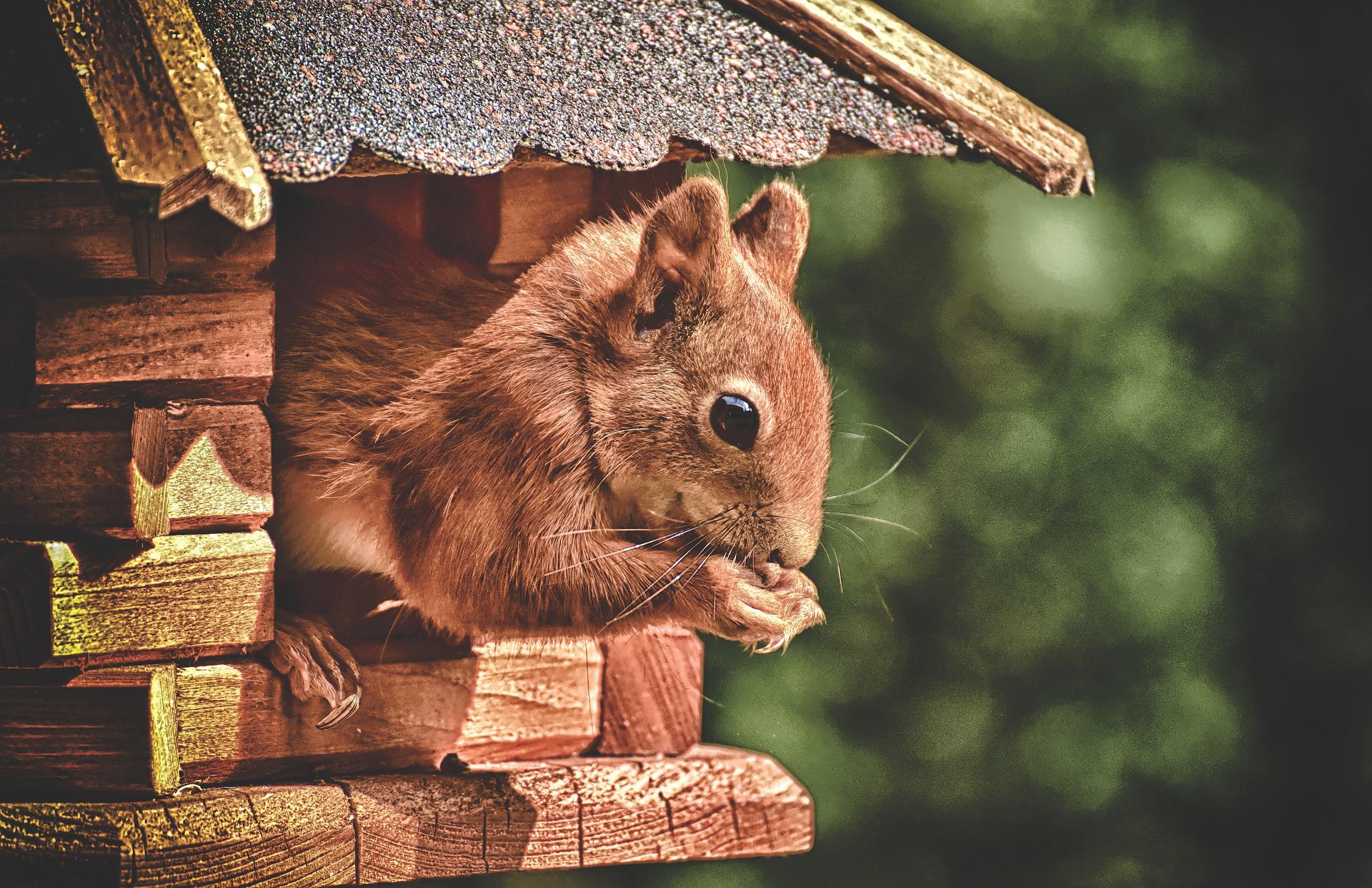 How to Get Rid of a Squirrel in Your Chimney – best animal control in nyc – remove squirrels from your home in nj
