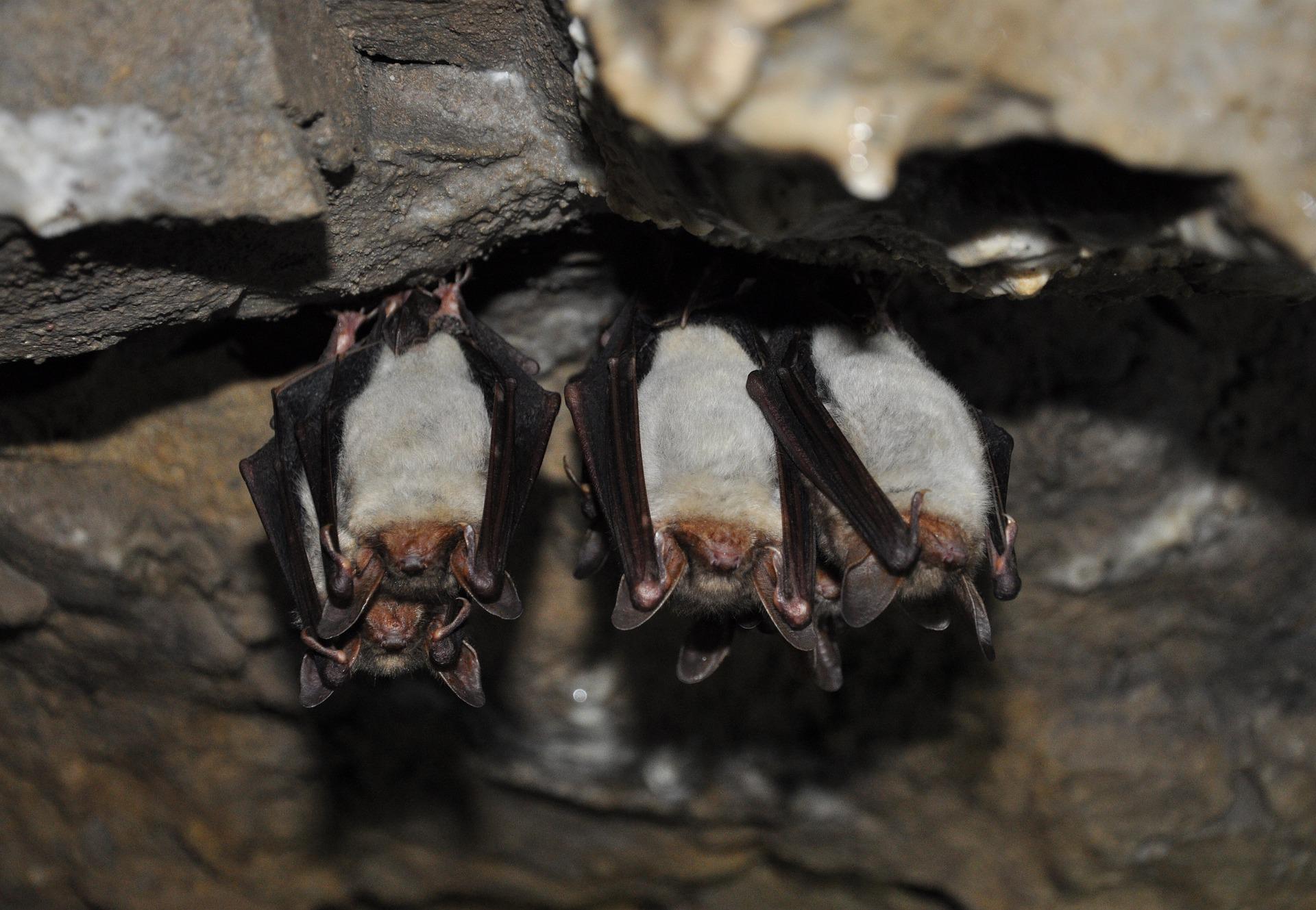 How to Inspect Your Home for Bats – best animal control nyc – remove bats in NJ
