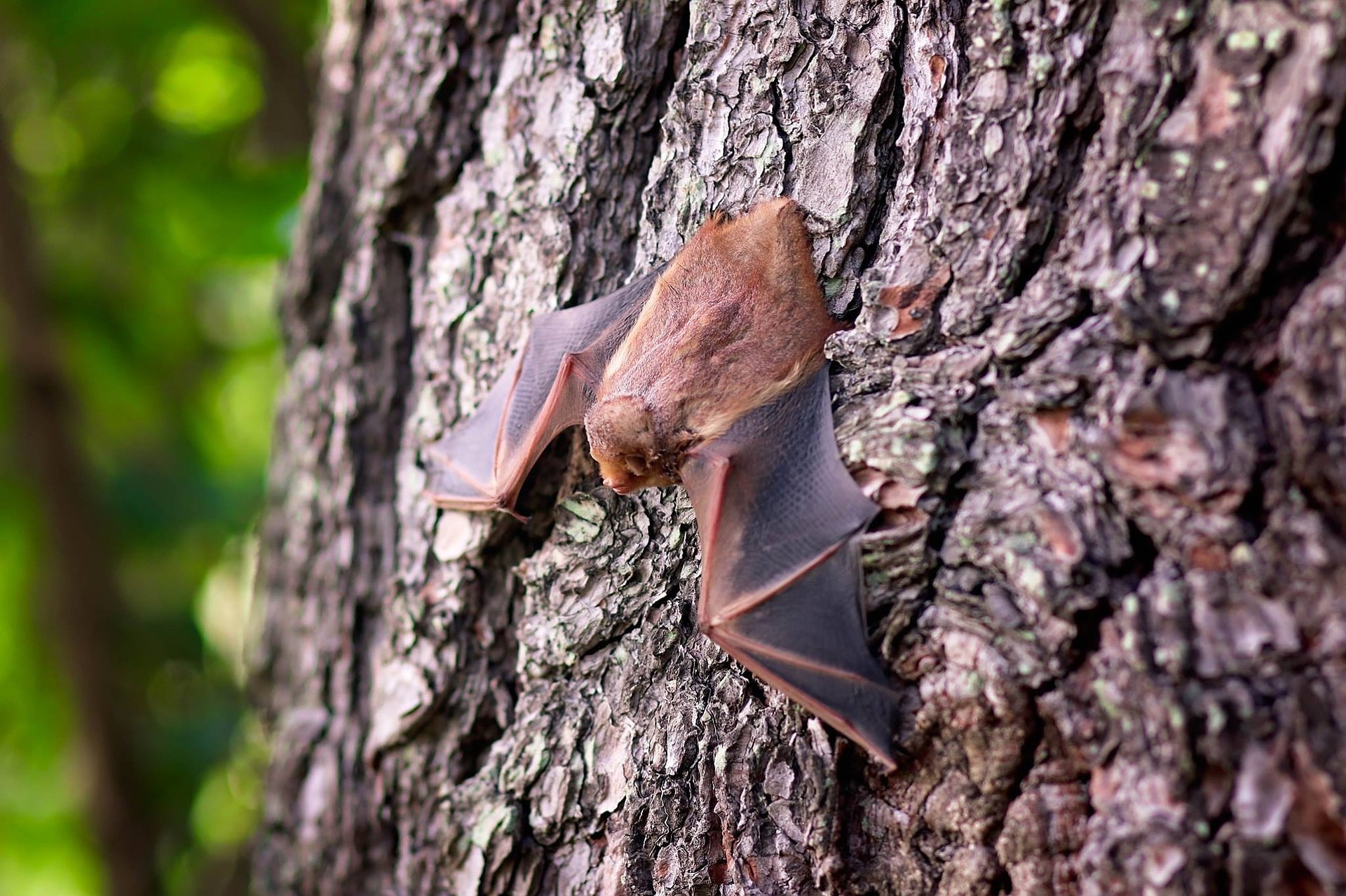 Now is the Time for Bat Exclusion in NYC and New Jersey – best animal control nyc