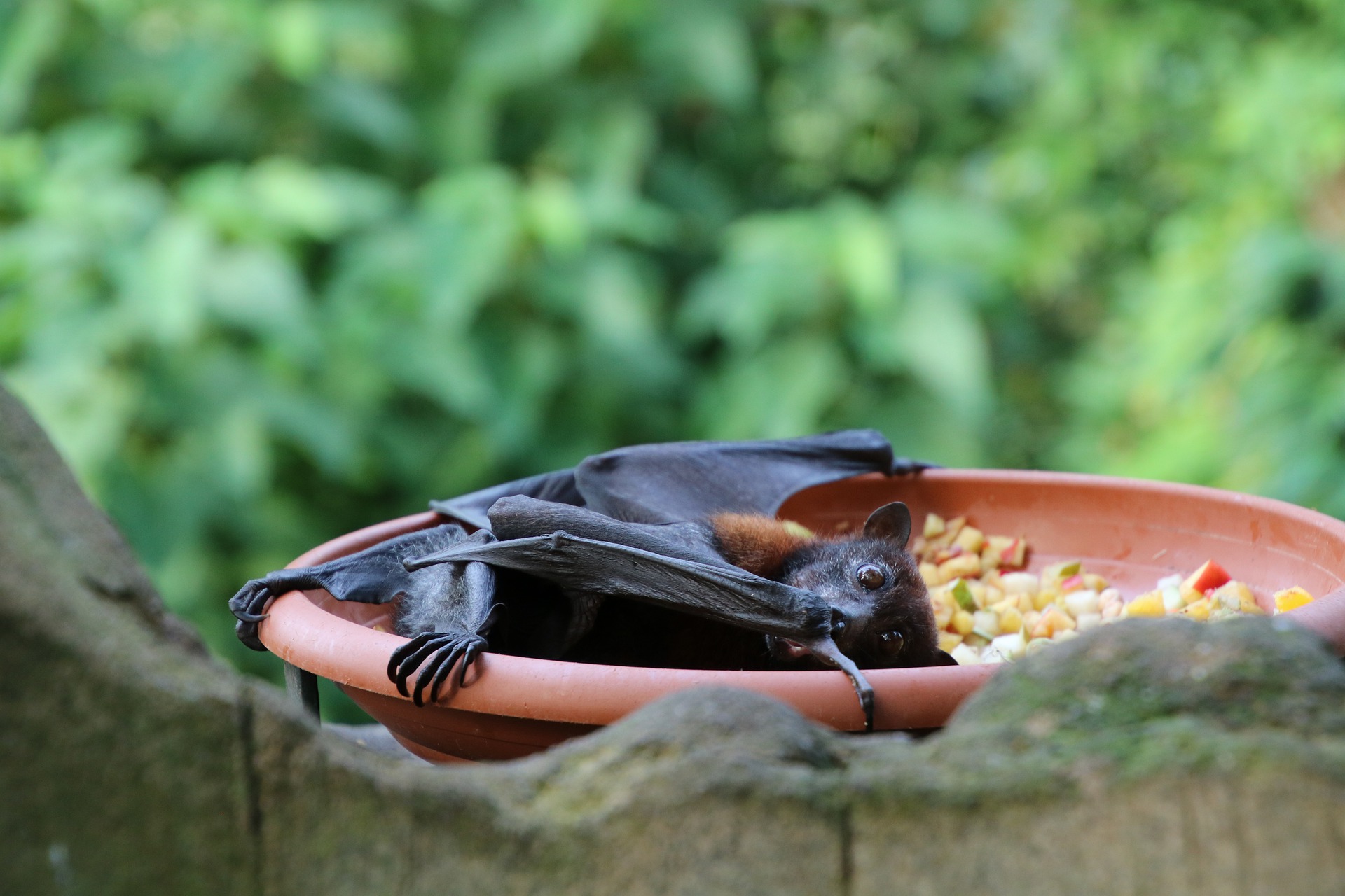 Understanding the Different Types of Bat Problems – animal control nyc – best bat removal services in nj