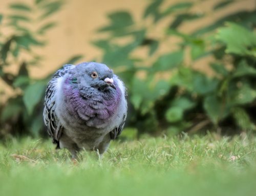 Are Pigeons More Than Just Pests?