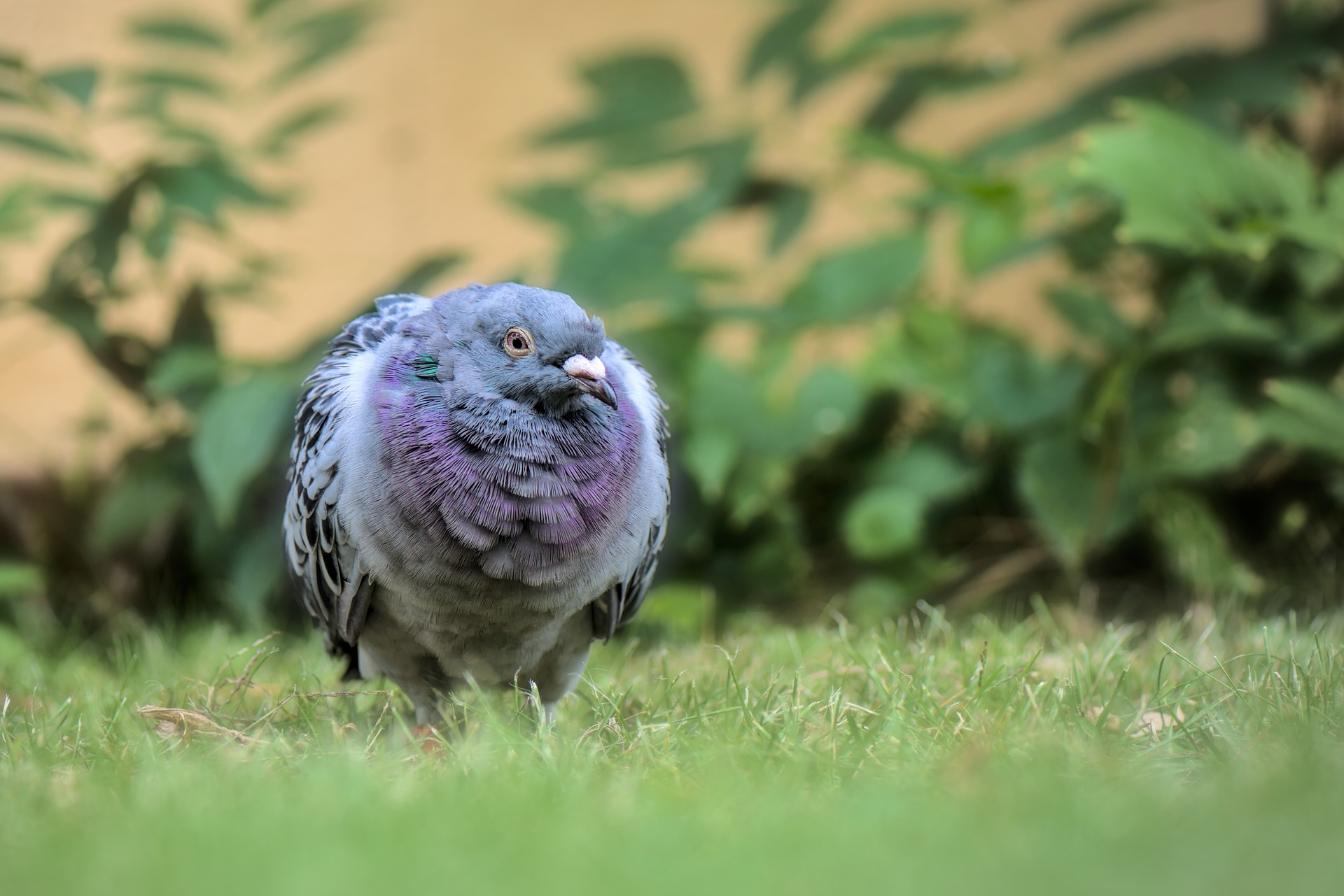 Are Pigeons More Than Just Pests – best animal control services in nj and nyc