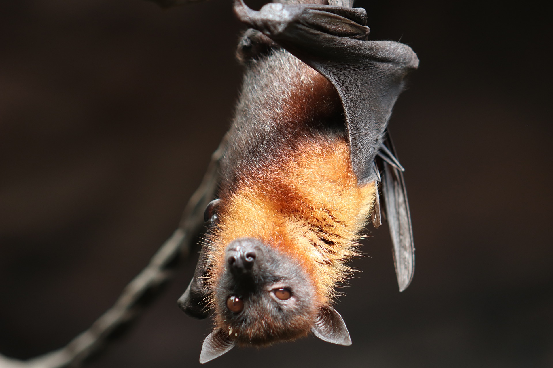 How White Nose Syndrome has Affected Bats in NYC – animal control nyc – bat control nyc and nj