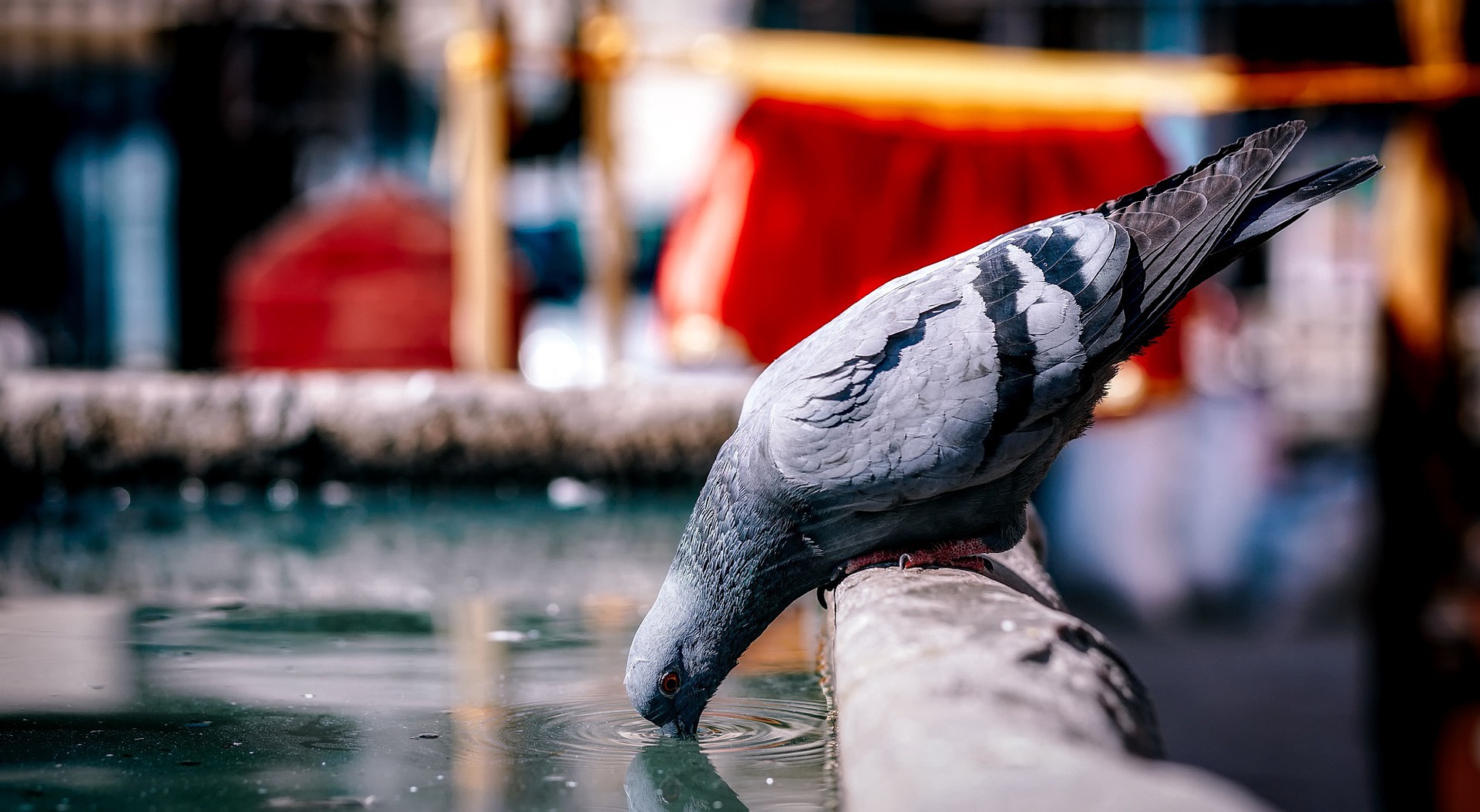 Humane DIY Pigeon Removal for Homeowners – best animal control for pigeons in nyc