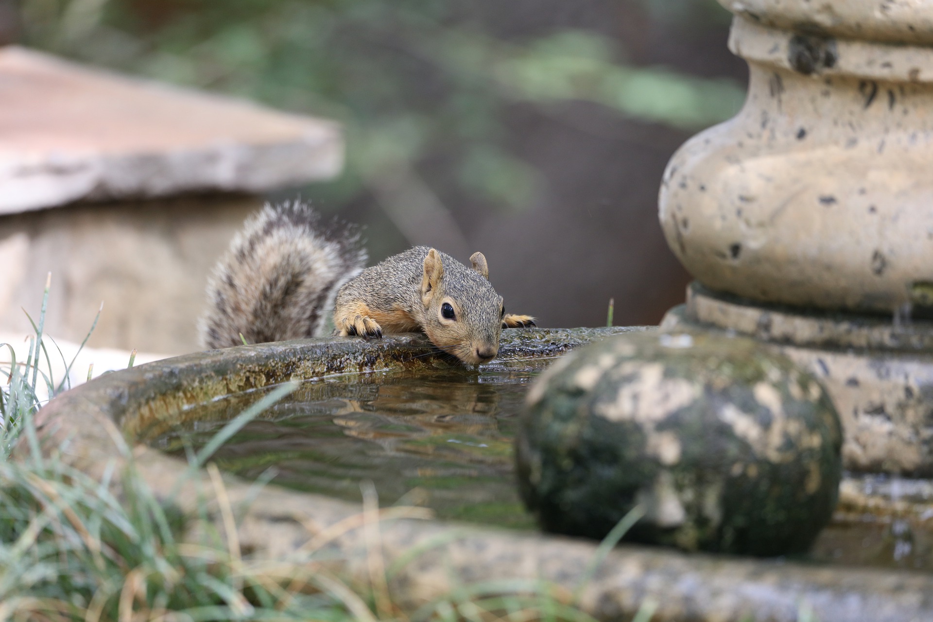 How to Keep Squirrels Away from Your Yard – animal control nyc – fastest animal control