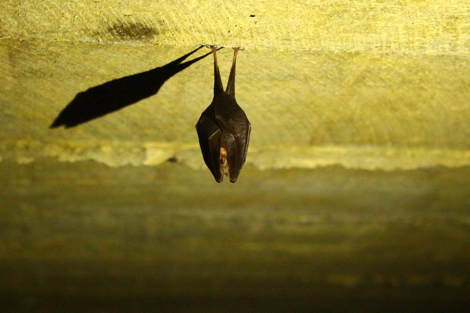 bat removal services in nyc and nj, fast bat removal near me