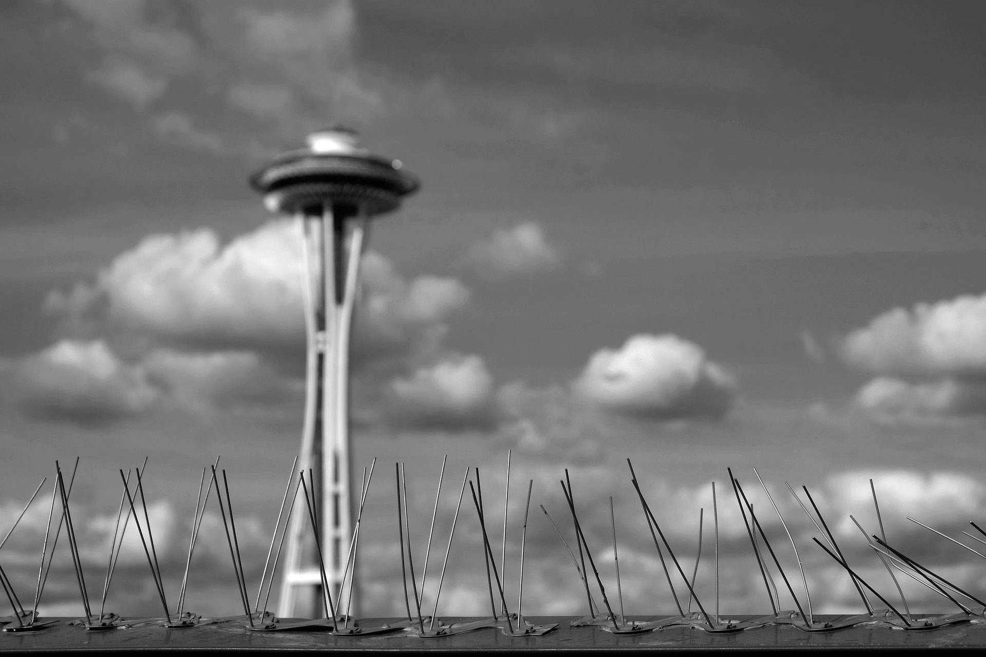 bird-spikes-1853469_1920