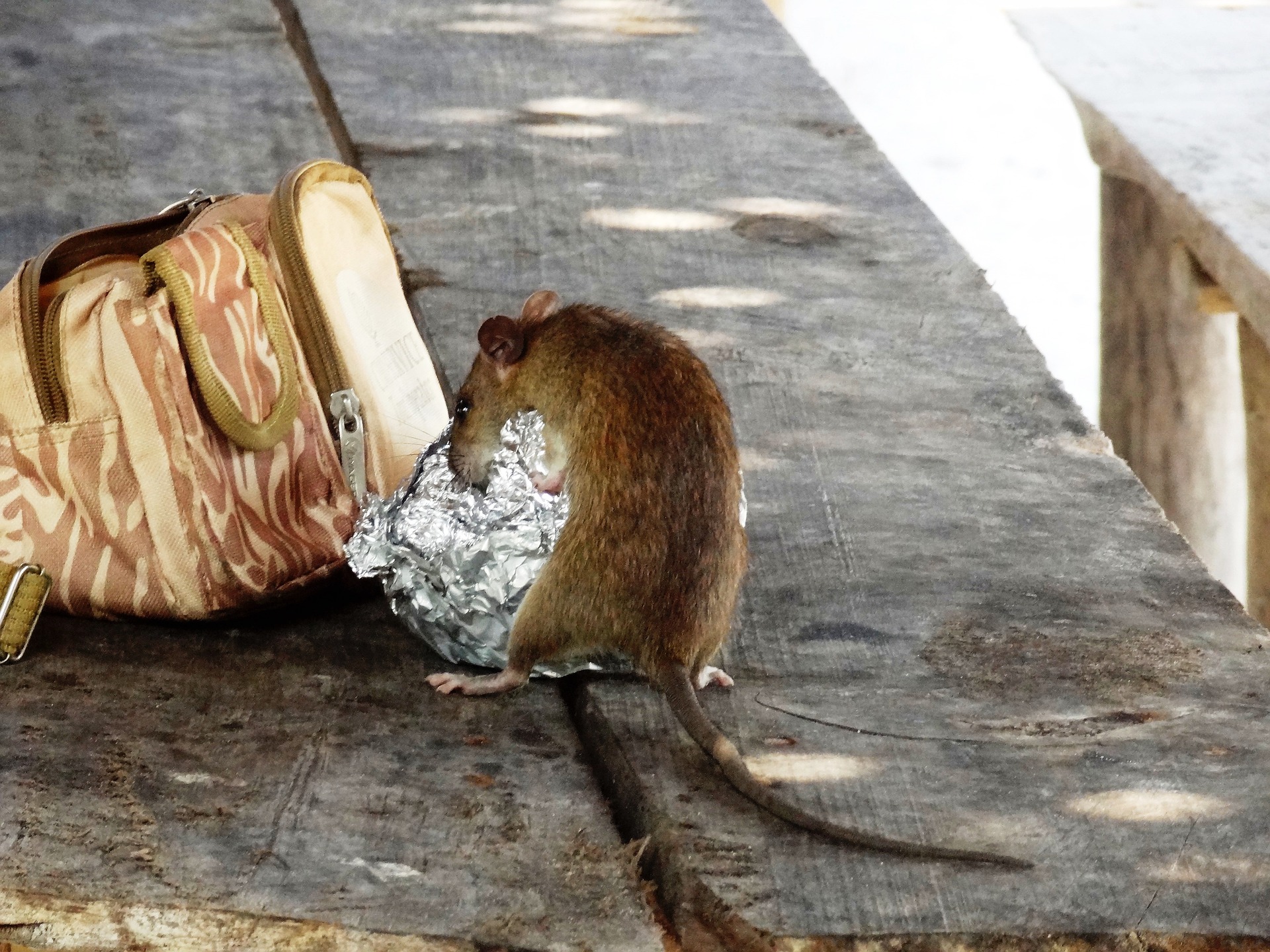 Signs of a Rat Infestation in the Winter – animal control nyc and nj fast rodent control