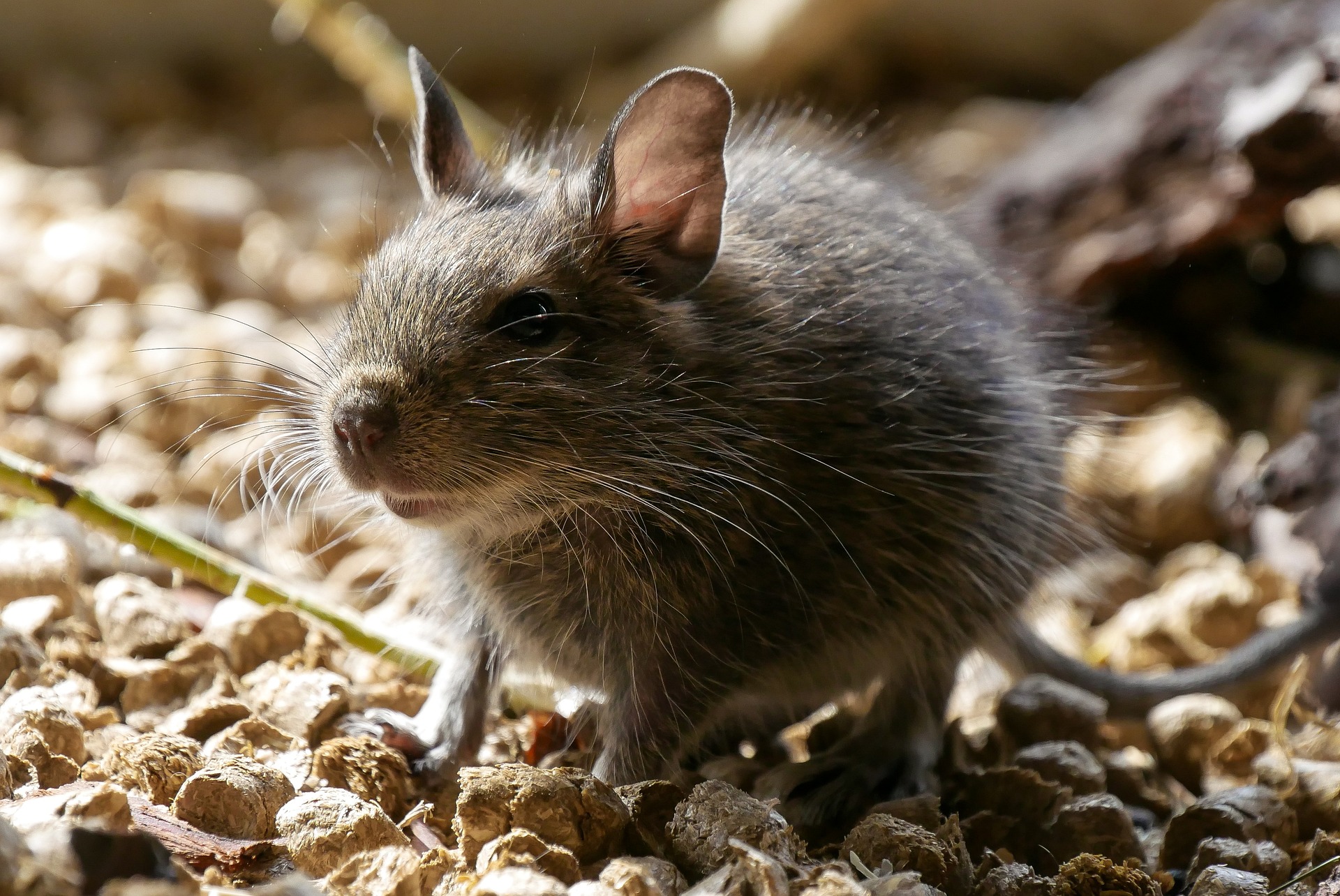What Makes Rat Droppings Dangerous – nyc animal control experts