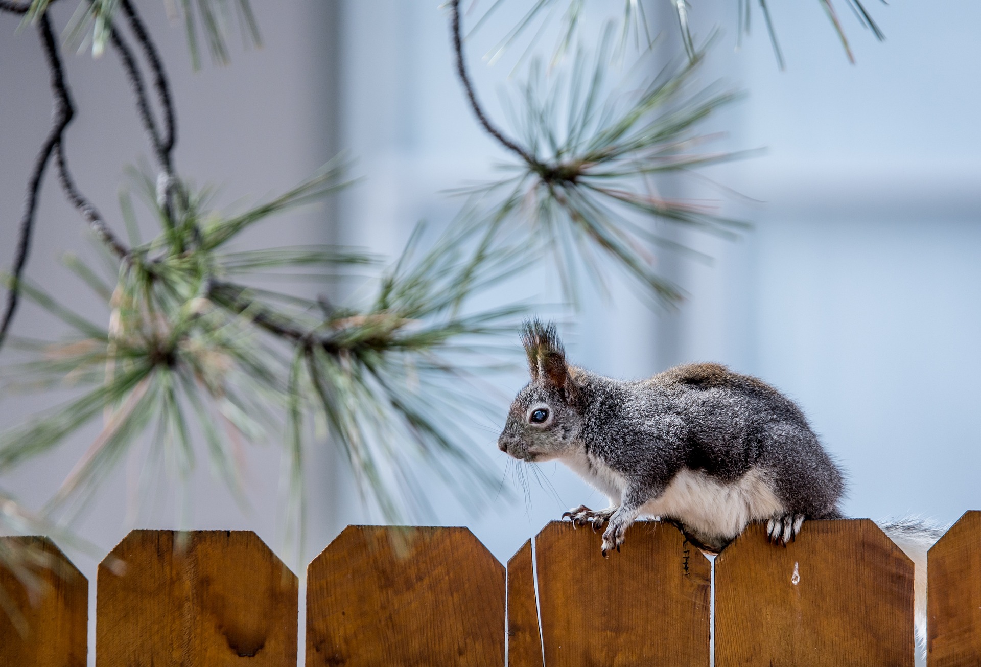 What are Squirrel Nests and How Can They Cause Damage in – animal control nyc