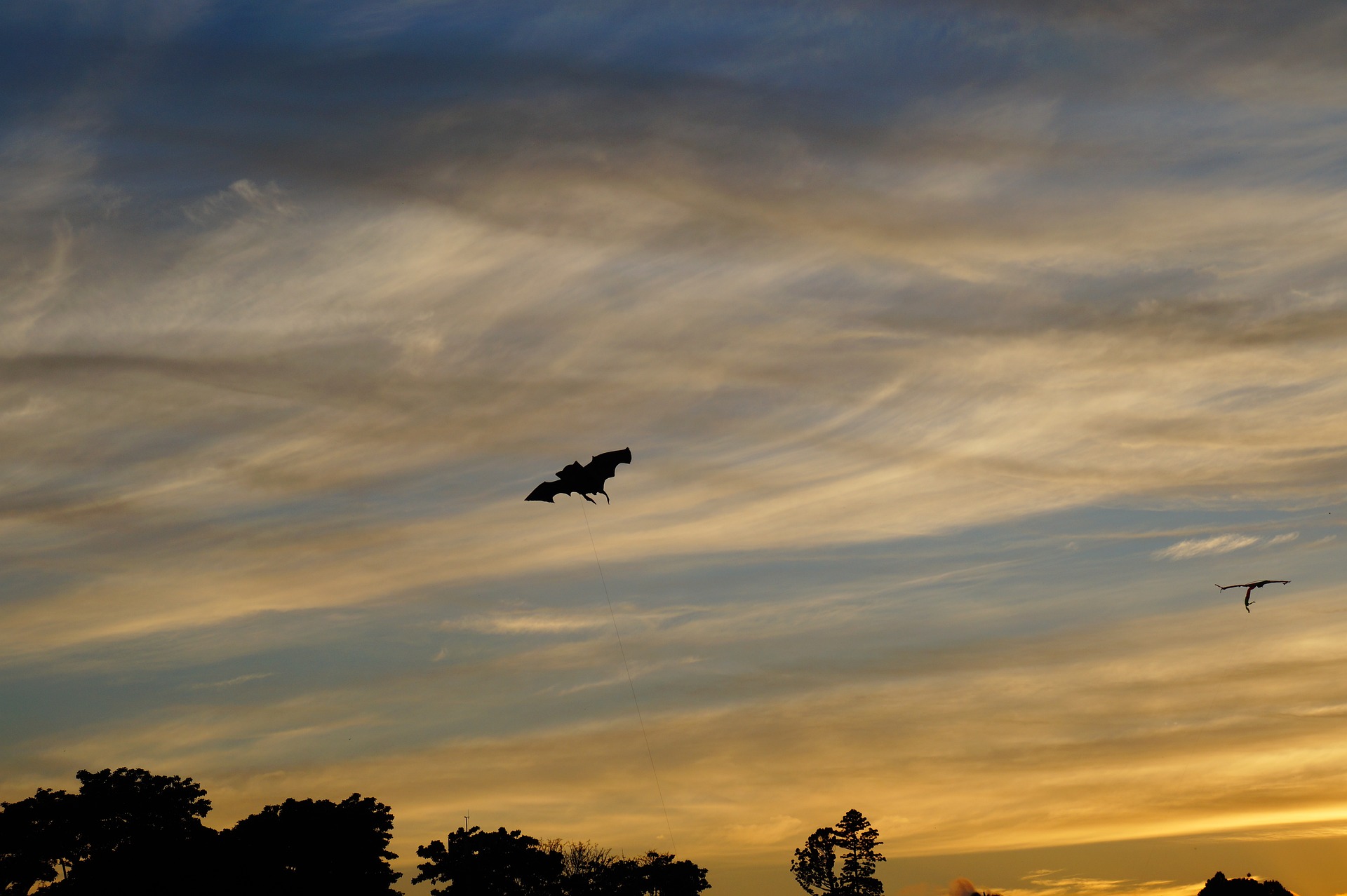 What to Do If You Find Bats in Your Home in the Winter – top animal control nyc