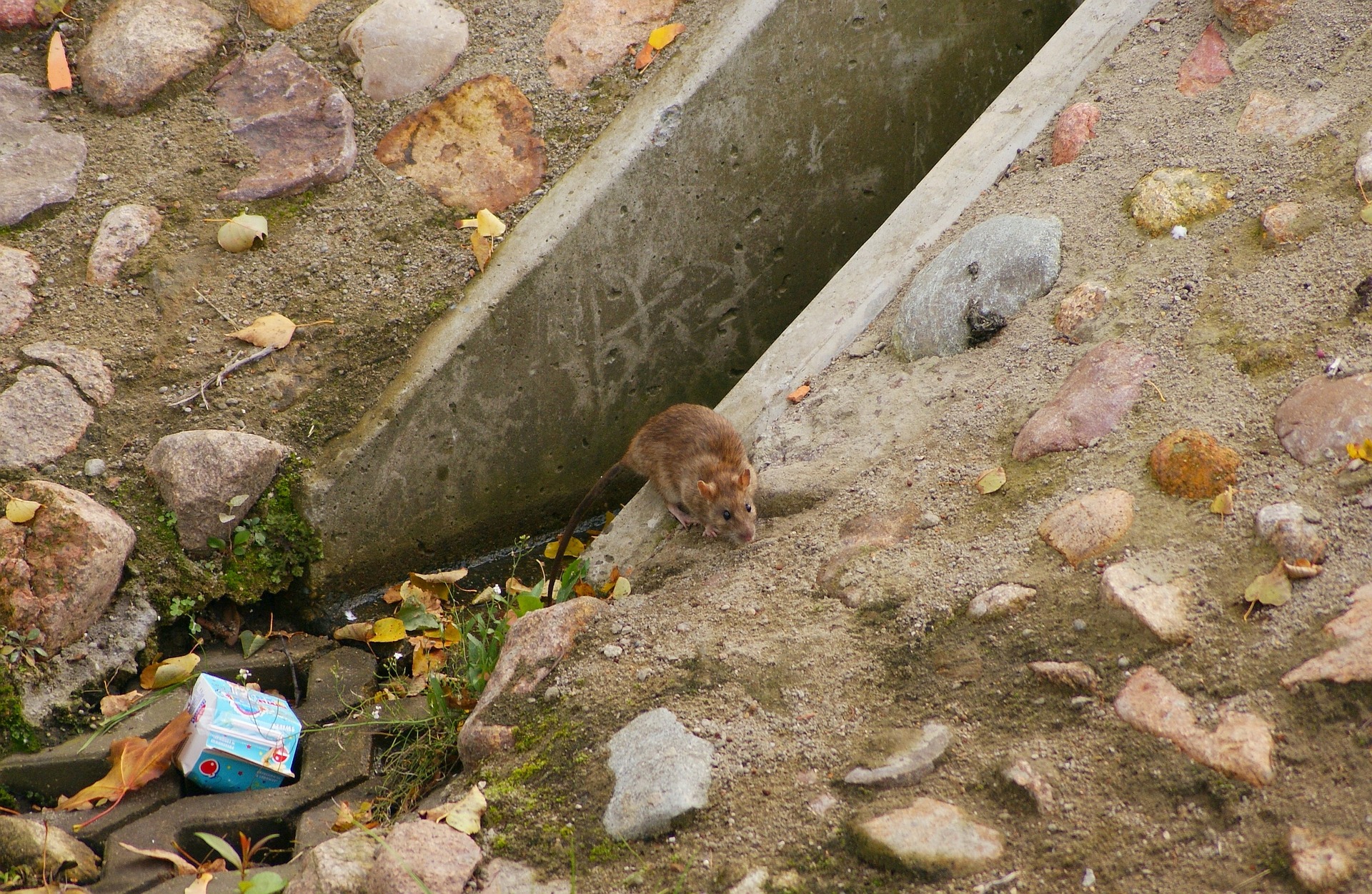 Getting Rid of Burrowing Rats – nyc animal control – fast rat removal experts nyc